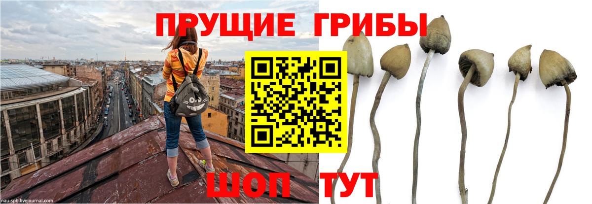 Рославль  Галлюциногенные грибы MAGIC MUSHROOMS  Вход с VPN  Псилоцибиновые грибы GOLDEN TEACHER 